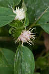 Lesser burdock